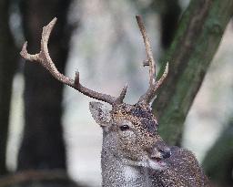 Stag Deer at Dagnam Park The Manor