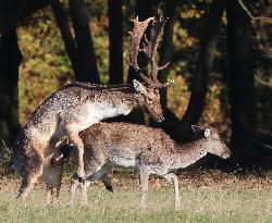 Stag Deer at Dagnam Park The Manor