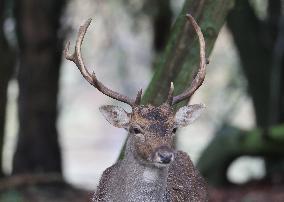 Stag Deer at Dagnam Park The Manor