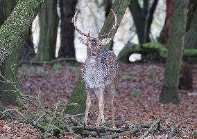 Stag Deer at Dagnam Park The Manor