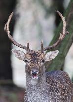 Stag Deer at Dagnam Park The Manor