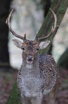 Stag Deer at Dagnam Park The Manor