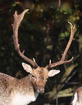 Stag Deer at Dagnam Park The Manor