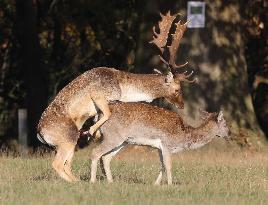 Stag Deer at Dagnam Park The Manor