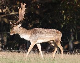 Stag Deer at Dagnam Park The Manor