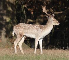 Stag Deer at Dagnam Park The Manor