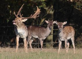 Stag Deer at Dagnam Park The Manor