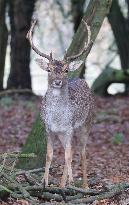 Stag Deer at Dagnam Park The Manor