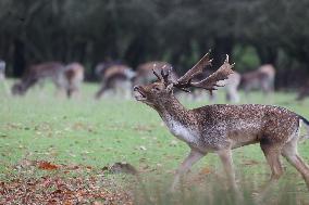 Stag Deer at Dagnam Park The Manor