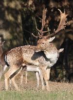 Stag Deer at Dagnam Park The Manor