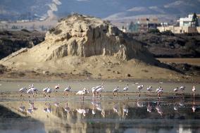 Larnaca Salt Lake - Cyprus