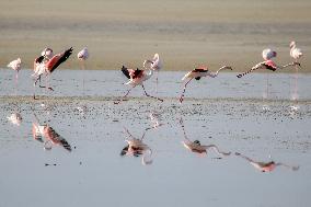 Larnaca Salt Lake - Cyprus