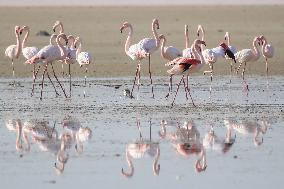 Larnaca Salt Lake - Cyprus