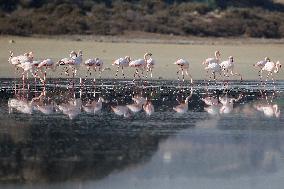 Larnaca Salt Lake - Cyprus