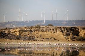 Larnaca Salt Lake - Cyprus