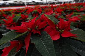 Poinsettia Harvest Season For Chrismas Celebrations