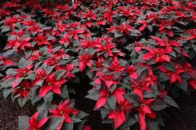 Poinsettia Harvest Season For Chrismas Celebrations