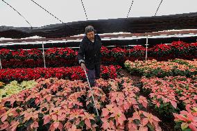 Poinsettia Harvest Season For Chrismas Celebrations