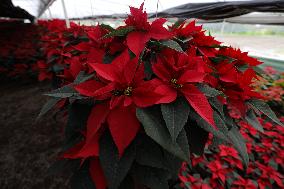 Poinsettia Harvest Season For Chrismas Celebrations