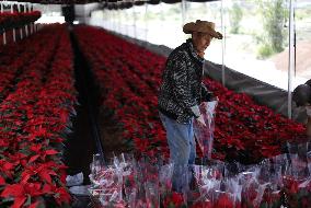 Poinsettia Harvest Season For Chrismas Celebrations