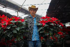 Poinsettia Harvest Season For Chrismas Celebrations