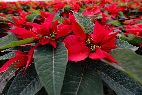 Poinsettia Harvest Season For Chrismas Celebrations