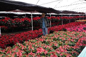 Poinsettia Harvest Season For Chrismas Celebrations