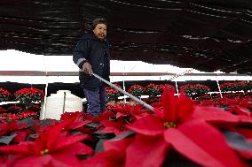 Poinsettia Harvest Season For Chrismas Celebrations