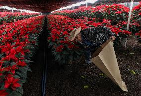 Poinsettia Harvest Season For Chrismas Celebrations