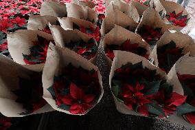 Poinsettia Harvest Season For Chrismas Celebrations