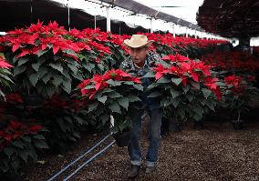 Poinsettia Harvest Season For Chrismas Celebrations