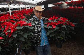 Poinsettia Harvest Season For Chrismas Celebrations