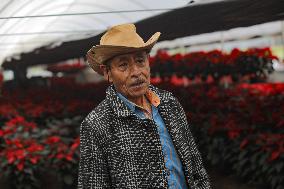 Poinsettia Harvest Season For Chrismas Celebrations