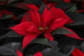 Poinsettia Harvest Season For Chrismas Celebrations