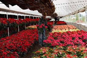 Poinsettia Harvest Season For Chrismas Celebrations