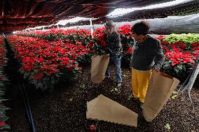 Poinsettia Harvest Season For Chrismas Celebrations