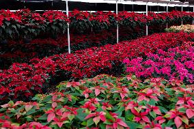 Poinsettia Harvest Season For Chrismas Celebrations