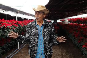 Poinsettia Harvest Season For Chrismas Celebrations