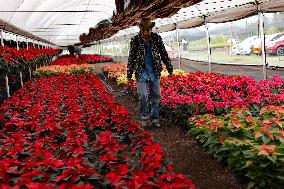 Poinsettia Harvest Season For Chrismas Celebrations