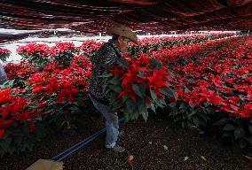 Poinsettia Harvest Season For Chrismas Celebrations