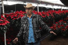 Poinsettia Harvest Season For Chrismas Celebrations