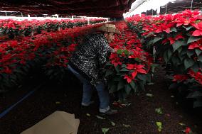 Poinsettia Harvest Season For Chrismas Celebrations