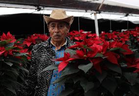 Poinsettia Harvest Season For Chrismas Celebrations