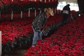 Poinsettia Harvest Season For Chrismas Celebrations