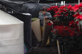 Poinsettia Harvest Season For Chrismas Celebrations