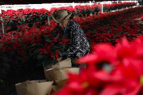 Poinsettia Harvest Season For Chrismas Celebrations