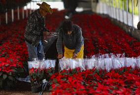 Poinsettia Harvest Season For Chrismas Celebrations