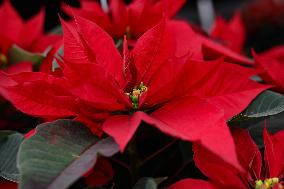 Poinsettia Harvest Season For Chrismas Celebrations