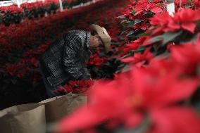 Poinsettia Harvest Season For Chrismas Celebrations