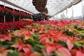 Poinsettia Harvest Season For Chrismas Celebrations